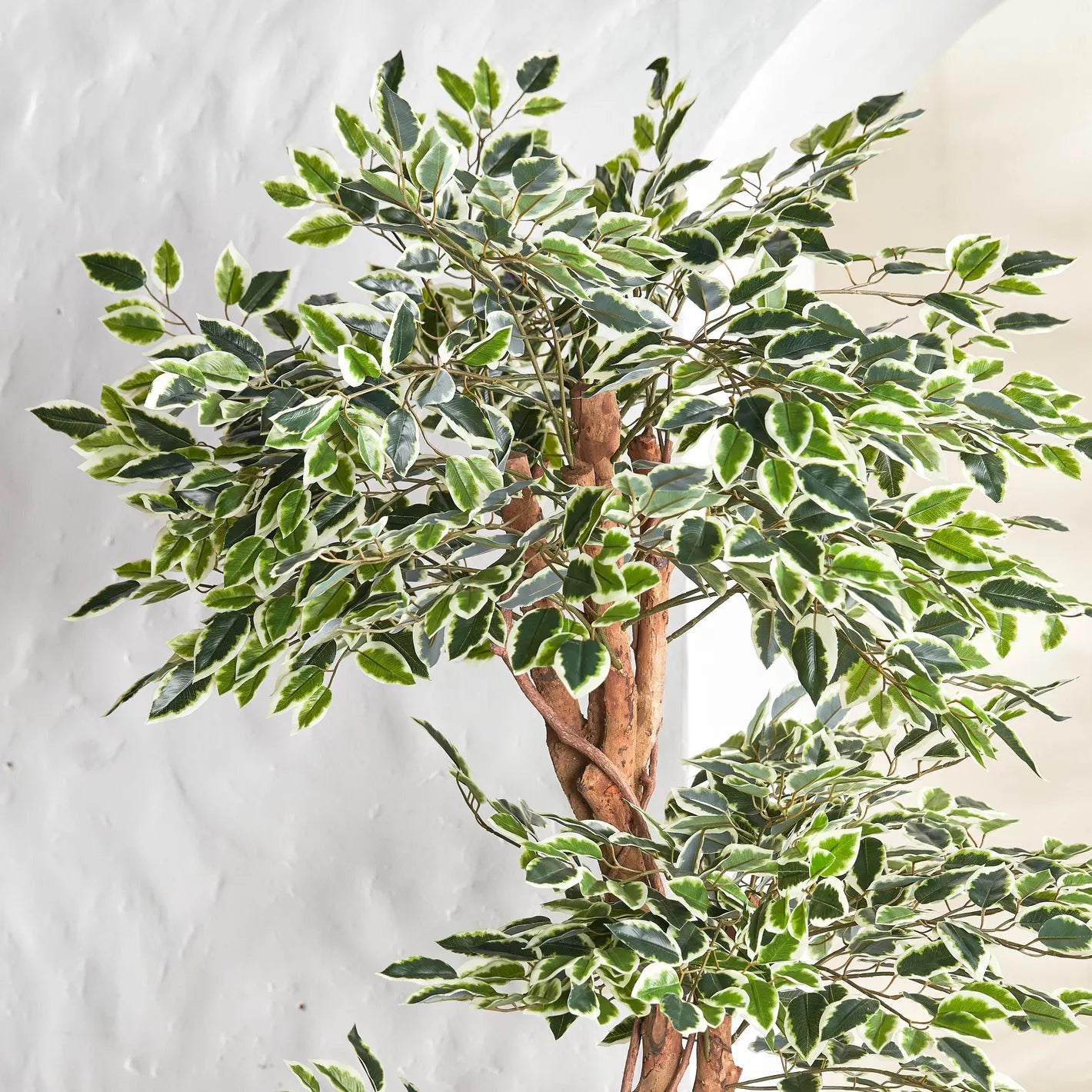 Ficus Tree in Pot - 180 cm - COOLBABY