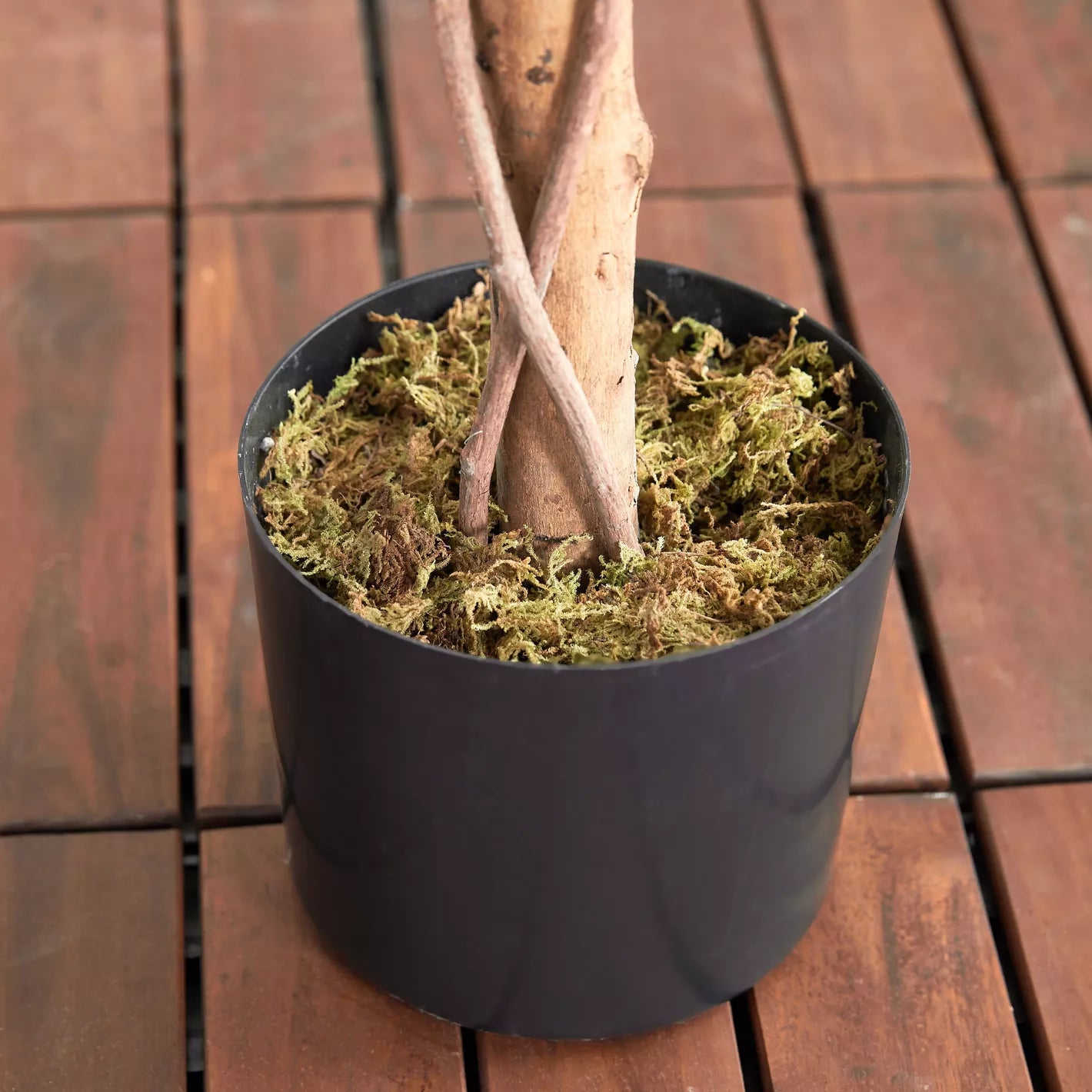 Ficus Tree in Pot - 180 cm - COOLBABY
