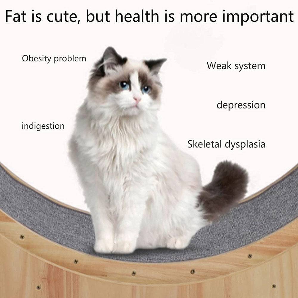 Whisker Workouts: The Ultimate Cat Wheel for Active Felines! - COOLBABY