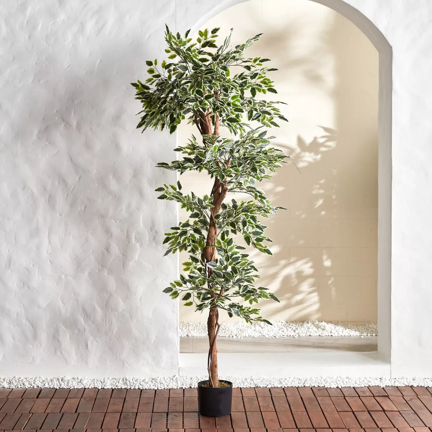 Ficus Tree in Pot - 180 cm