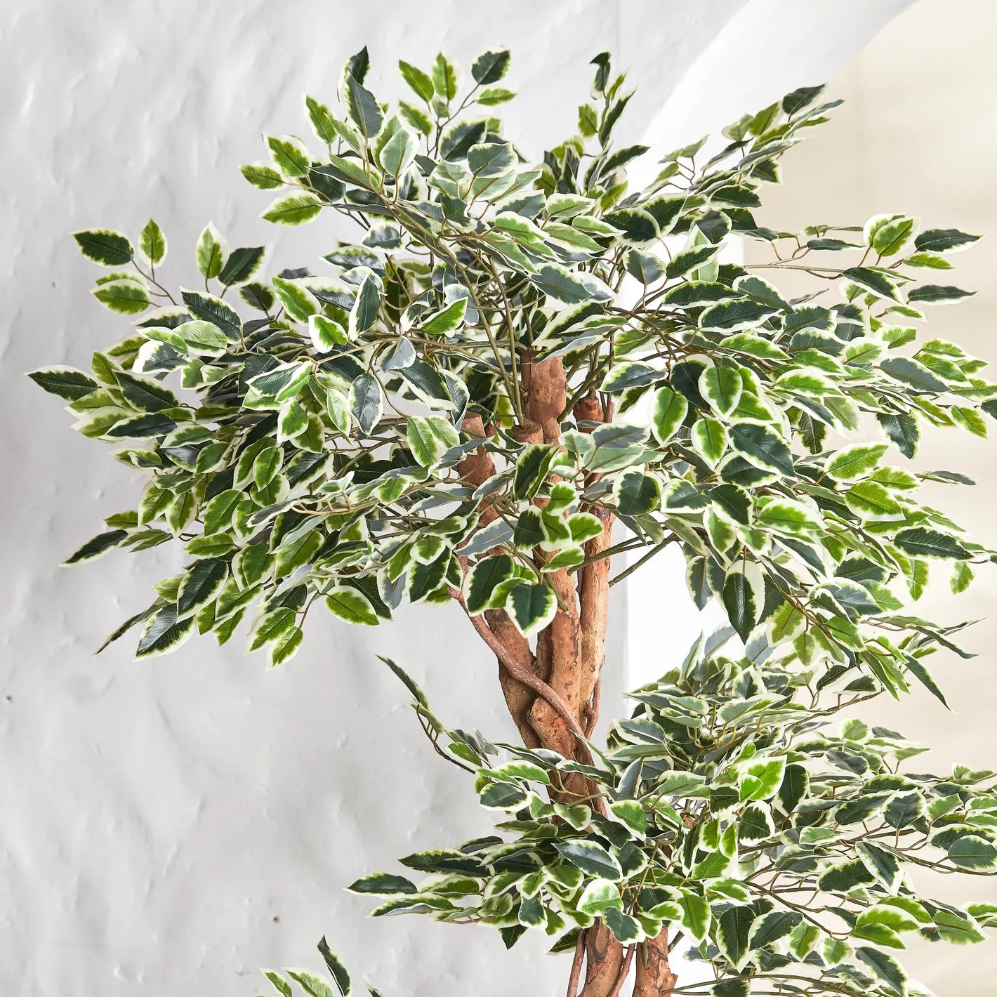 Ficus Tree in Pot - 180 cm