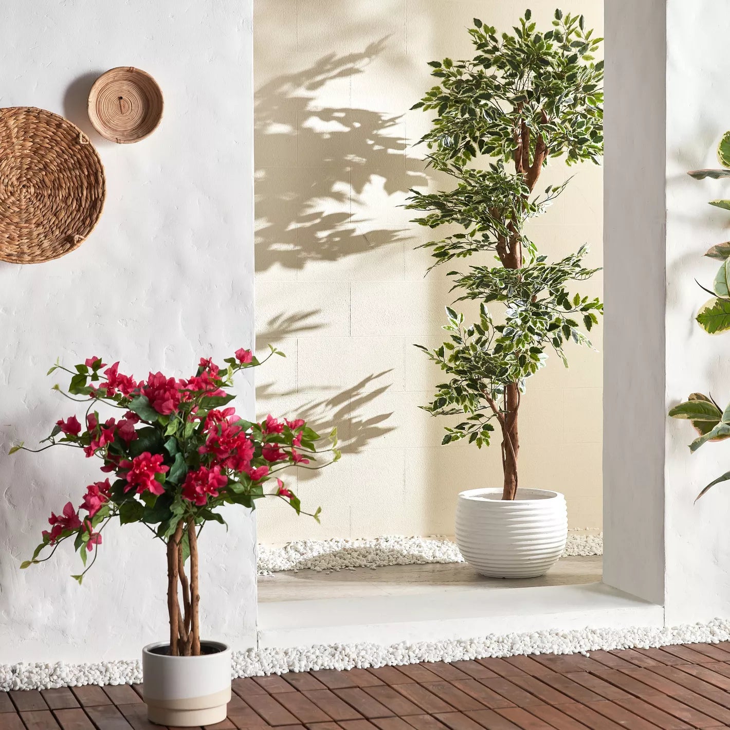 Ficus Tree in Pot - 180 cm